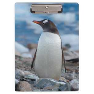 Carpeta De Pinza Antártida. Puerto Neko. Pingüino de Gentoo