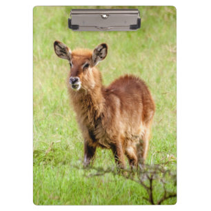 Carpeta De Pinza Antílope joven Waterbuck de las imágenes el