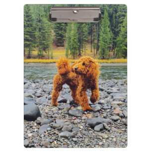 Carpeta De Pinza Apricot Poodle - Regalo de Personalizable