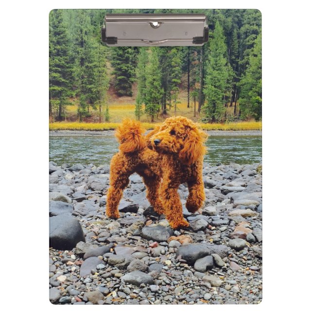 Carpeta De Pinza Apricot Poodle - Regalo de Personalizable (Anverso)