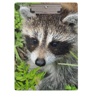 Carpeta De Pinza Aqua_Raccoon_20180101