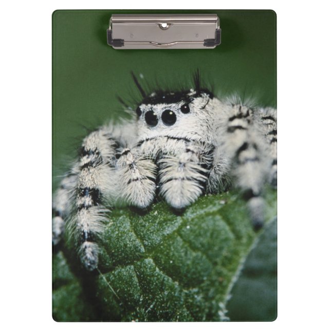 Carpeta De Pinza Araña Saltarina Metaphid (Anverso)