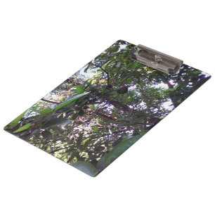 Carpeta De Pinza Árbol de aguacates