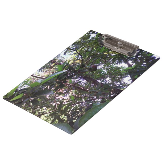 Carpeta De Pinza Árbol de aguacates (Angular)