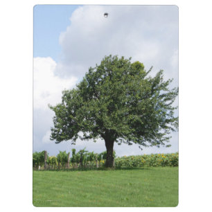 Carpeta De Pinza Árbol De Cerezo En Verano