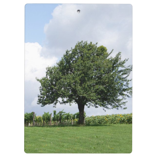 Carpeta De Pinza Árbol De Cerezo En Verano (Reverso)