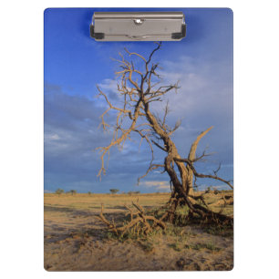 Carpeta De Pinza Árbol de Espina de Camello Muerto (Acacia Erioloba