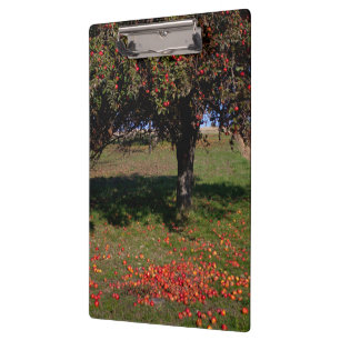 Carpeta De Pinza Árbol de manzanas antiguo