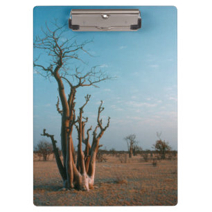 Carpeta De Pinza Árbol Moringo Africano en la Llanura, Etosha Nacio
