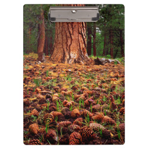 Carpeta De Pinza Árbol Ponderosa de crecimiento antiguo con conos d