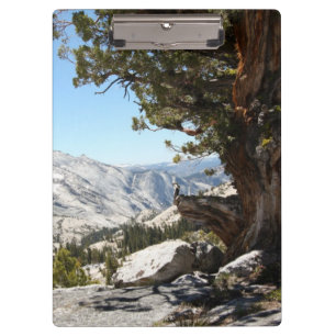 Carpeta De Pinza Árbol viejo en el parque nacional de Yosemite