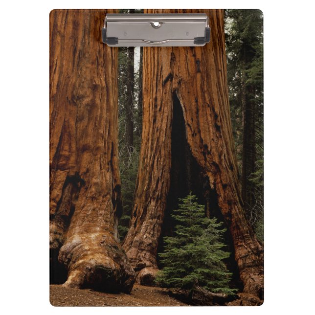 Carpeta De Pinza Árboles de secoya, Parque Nacional Sequoia. (Anverso)