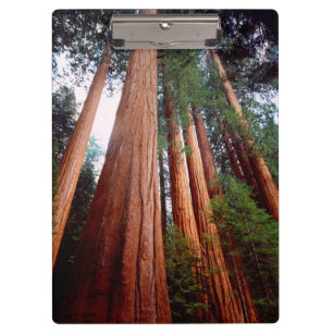 Carpeta De Pinza Árboles de secuoya roja de crecimiento antiguo