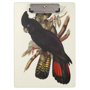 Carpeta De Pinza Arte Antiguo de Cacatúa Negra de Cola Roja de John