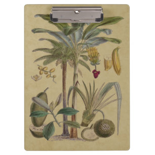 Carpeta De Pinza Arte botánico de frutas tropicales palmo antiguo