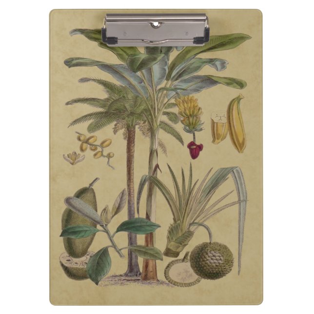 Carpeta De Pinza Arte botánico de frutas tropicales palmo antiguo (Anverso)