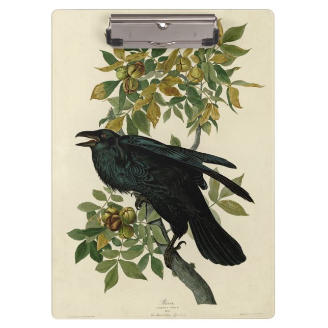 Carpeta De Pinza Arte clásico Audubon Raven (Anverso)