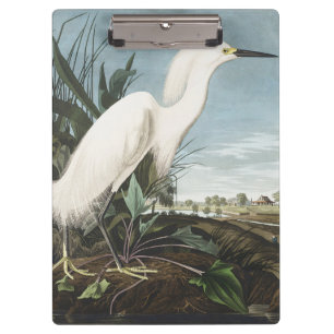 Carpeta De Pinza Arte de ave garceta nevada Audubon vintage