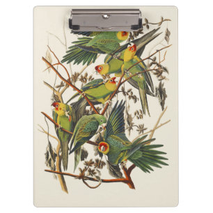 Carpeta De Pinza Arte de ave loro de Carolina vintage de Audubon