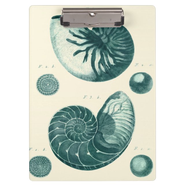 Carpeta De Pinza Arte de conchas rojas y verdes (Anverso)