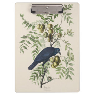 Carpeta De Pinza Arte de la naturaleza del cuervo americano Audubon