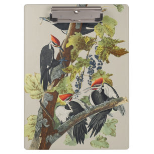 Carpeta De Pinza Arte de pájaro carpintero pileado vintage de Audub