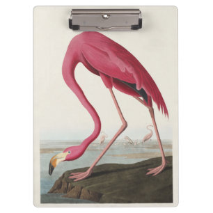 Carpeta De Pinza Arte vintage de Audubon del flamenco americano ros