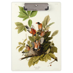 Carpeta De Pinza Audubon American Robin Wildlife Bird Ilustracion