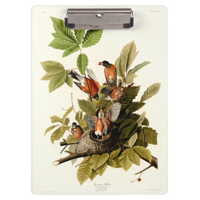 Carpeta De Pinza Audubon American Robin Wildlife Bird Ilustracion (Anverso)