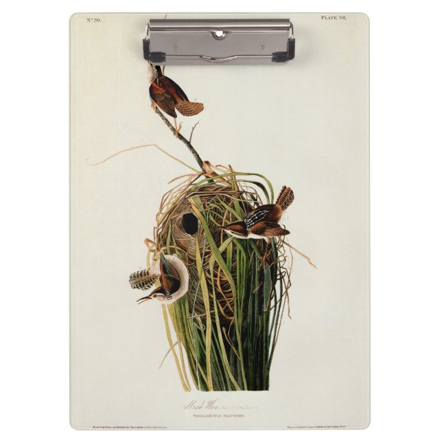 Carpeta De Pinza Audubon Marsh Wren Bird Art (Anverso)
