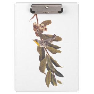 Carpeta De Pinza Ave amarillenta de Audubon en rama de árbol