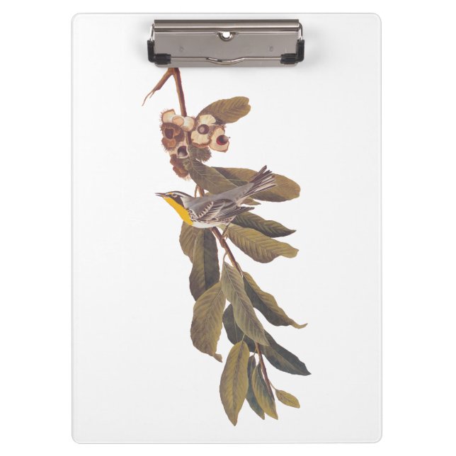 Carpeta De Pinza Ave amarillenta de Audubon en rama de árbol (Anverso)