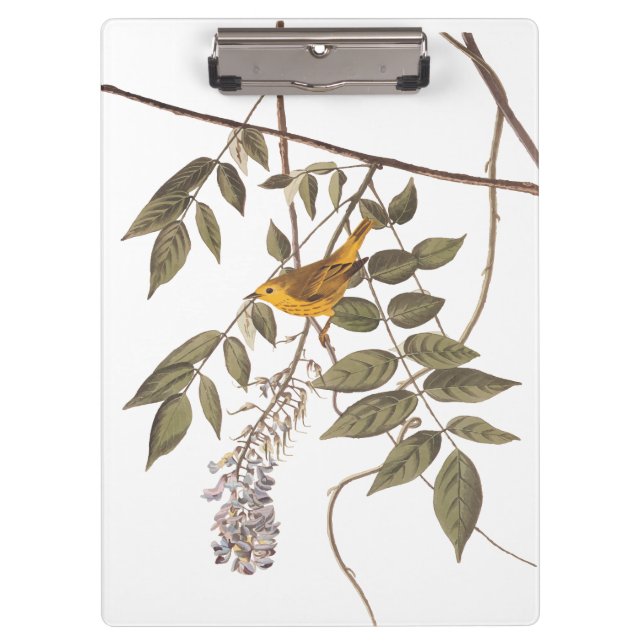 Carpeta De Pinza Ave Audubon de la Warbler amarilla con ojos azules (Anverso)