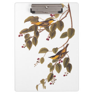 Carpeta De Pinza Ave Audubon de la Warbler Carbonada