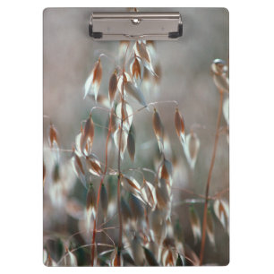 Carpeta De Pinza Avena Sativa Madura en Primer Plano. Ceres, Boland