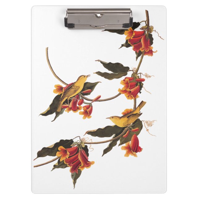 Carpeta De Pinza Aves cantantes de la bruja amarilla en una encruci (Anverso)