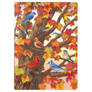 Carpeta De Pinza Aves en el árbol de arce de otoño