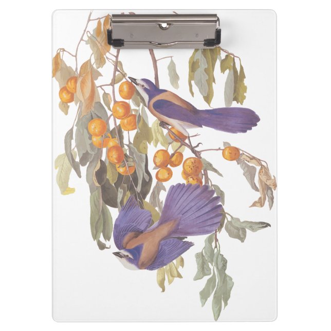 Carpeta De Pinza Aves Jay Audubon con Naranjas, crujiente de la Flo (Anverso)