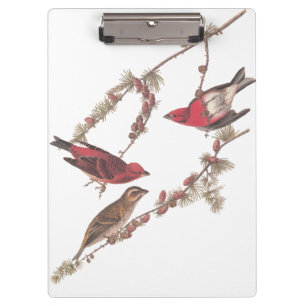 Carpeta De Pinza Aves rojas fincas moradas de Audubon en el árbol d