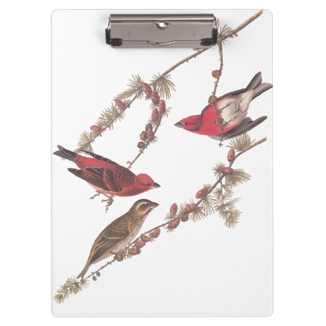 Carpeta De Pinza Aves rojas fincas moradas de Audubon en el árbol d (Anverso)
