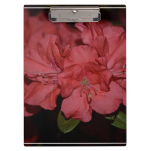 Carpeta De Pinza Azaleas rosadas bonitas