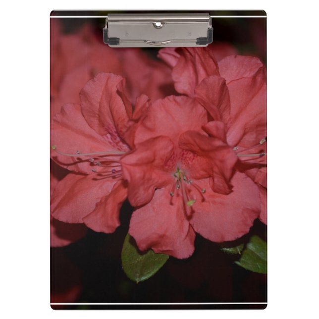 Carpeta De Pinza Azaleas rosadas bonitas (Anverso)
