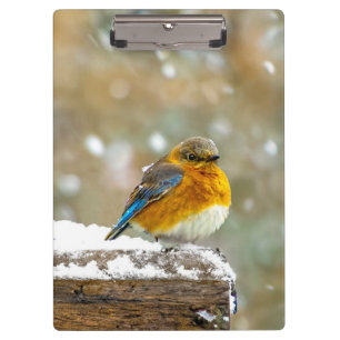 Carpeta De Pinza Azulejo Oriental en la Nieve - Fotografía Original