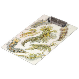Carpeta De Pinza Babosas marinas por Ernst Haeckel, Nudibranchia vi