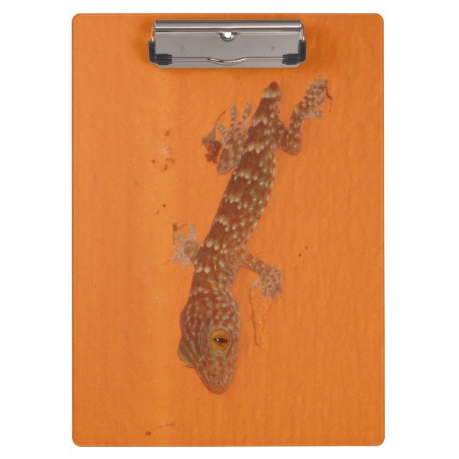 Carpeta De Pinza Baby Tokay Gecko (Anverso)