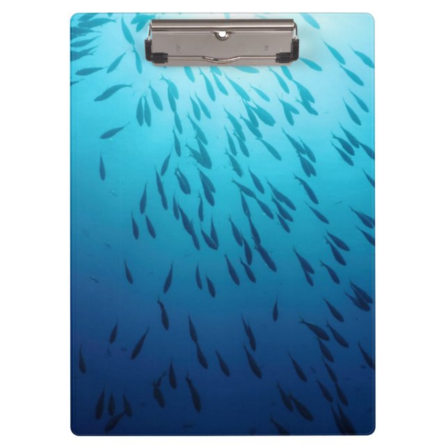 Carpeta De Pinza Bajío de pescados (Anverso)