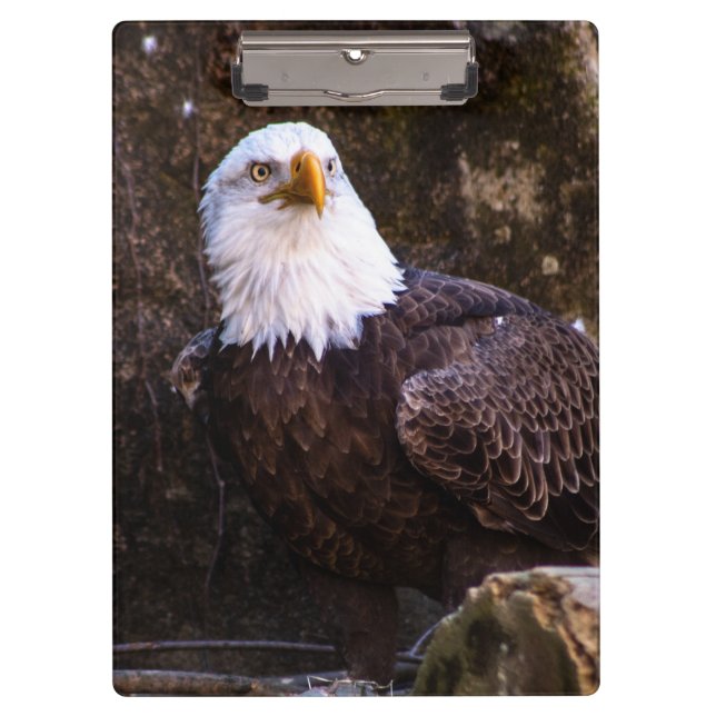 Carpeta De Pinza Bald Eagle (Anverso)
