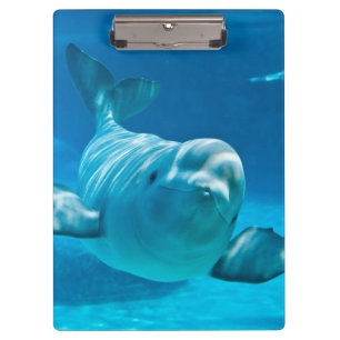 Carpeta De Pinza Ballena de la beluga