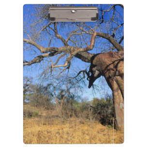 Carpeta De Pinza Baobab (Adansonia Digitata), Parque Nacional Kruge