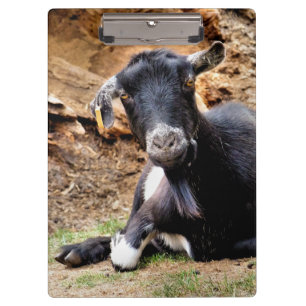 CARPETA DE PINZA BARBA